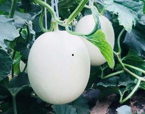 空调房里吃瓜图片,瓜果飘香乐享清凉时光