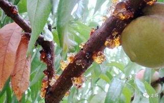 桃吃瓜,探寻夏日消暑美食的完美邂逅