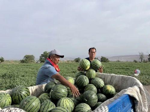 国兵吃瓜,揭秘赛场背后的趣味瞬间