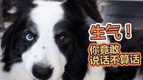 朝阳吃瓜狗,揭秘娱乐圈的幕后故事