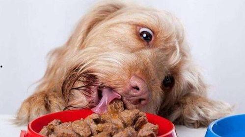 狗吃网纹瓜,网纹瓜的诱惑之旅