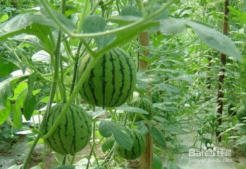 黄县吃瓜事件,一场引发社会热议的网络风波