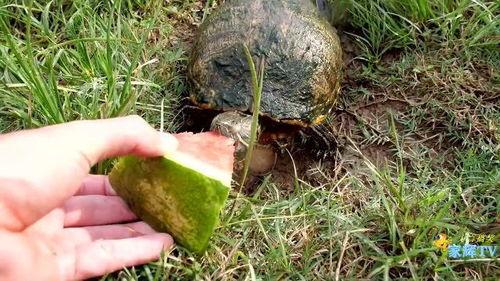 川穿吃瓜,穿行吃瓜之旅